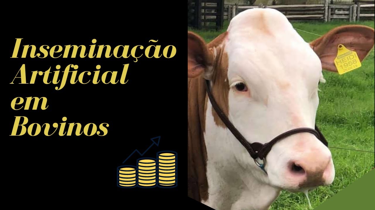 Inseminação Artificial em bovinos