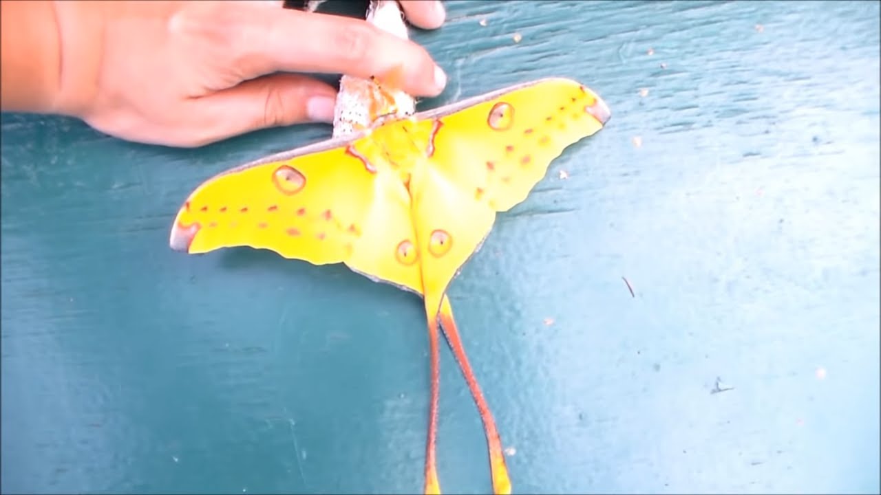 GIANT comet moth! (Argema mittrei)