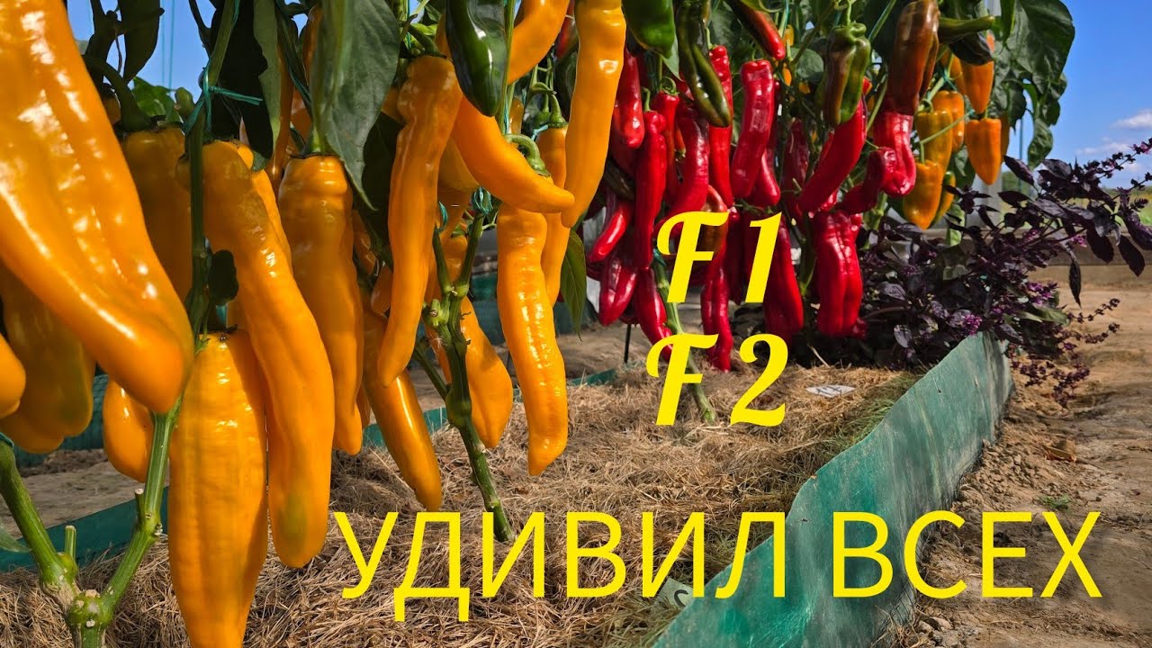 ОБЗОР УРОЖАЙНЫХ ПЕРЦЕВ С ИЗЮМИНКОЙ.F1.F2.Сравнение. Перец формы капия.Томаты, лук, чеснок, капуста.