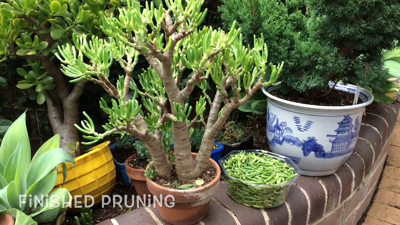 Succulents 'How to' growing, cuttings/pruning, Bonsai, Jade, crassula