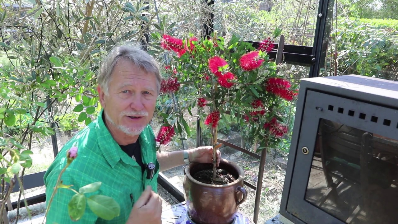 Skjoldlus, citrus og tropiske planter i drivhuset