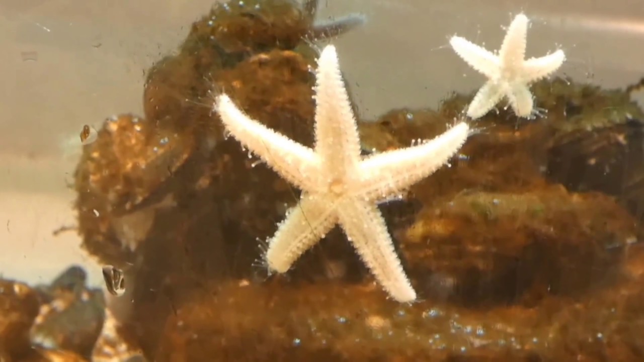 Zeesterren Ecomare Texel - zeeaquarium