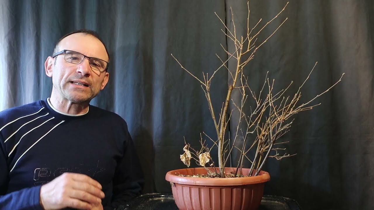Mesteacăn (Betula Pendula) - proiect bonsai ep.10 - un alt început - prima stilizare