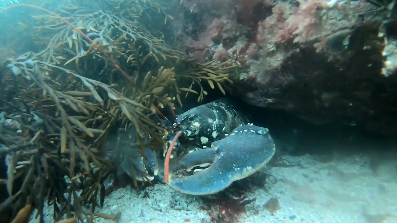 Homards dans moins de 3 mètres de profondeur