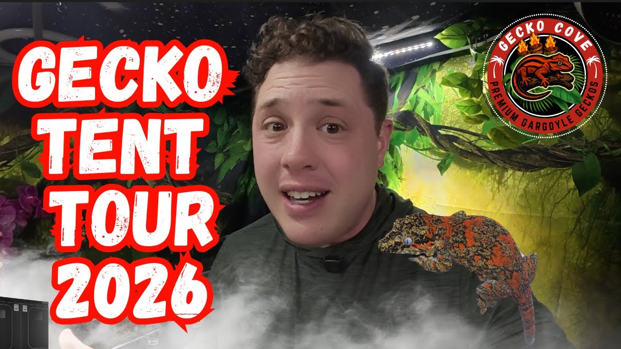 Easier Way To Keep Geckos - Gecko Tent Tour 2026