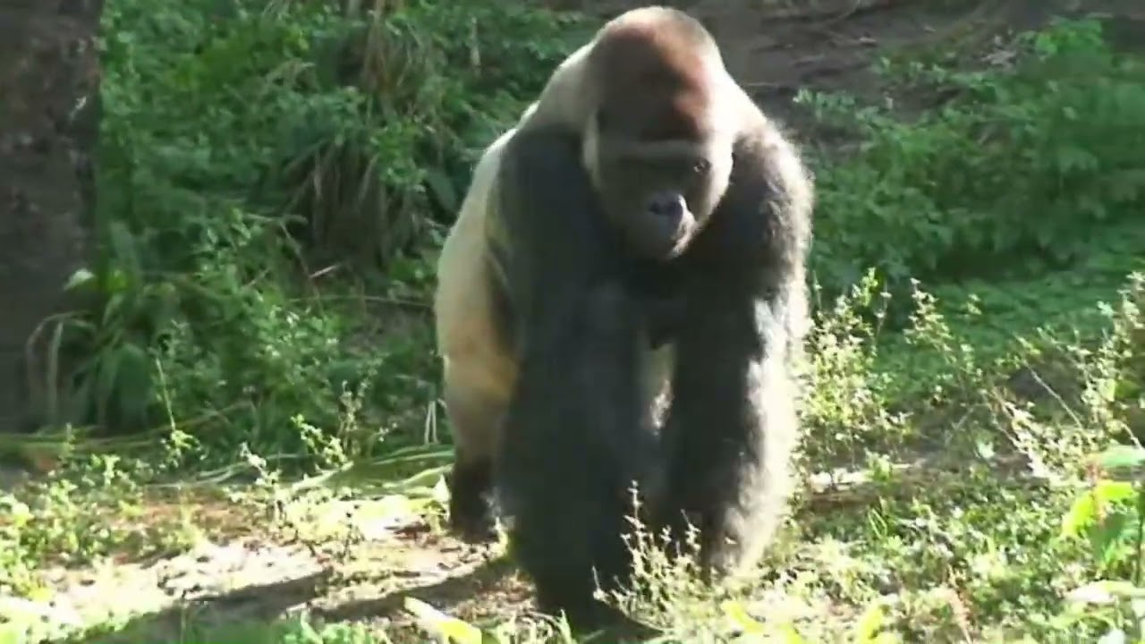 gorilla 2011 12 000