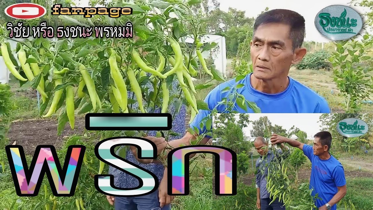 พริก #ไร้สารพิษ https://www.youtube.com/c/วิชัยหรือธงชนะพรหมมิ #Non-toxic farming
