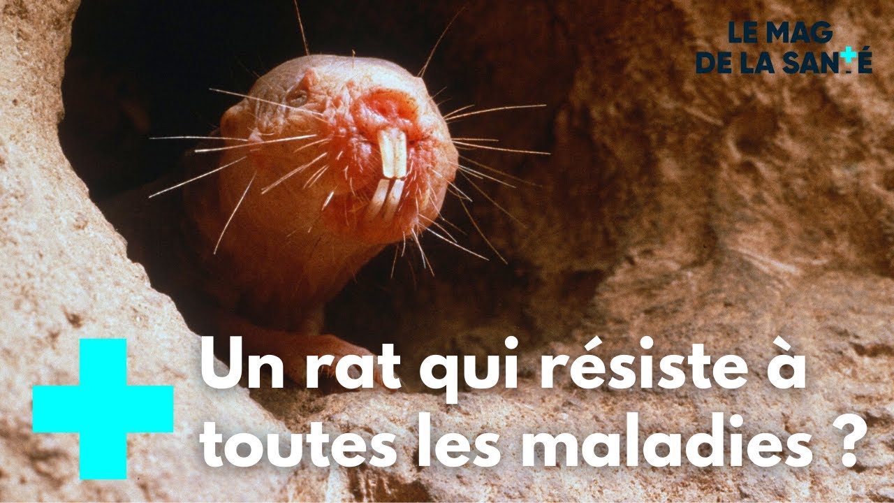 Les dessous du rat-taupe nu - Le Magazine de la Santé