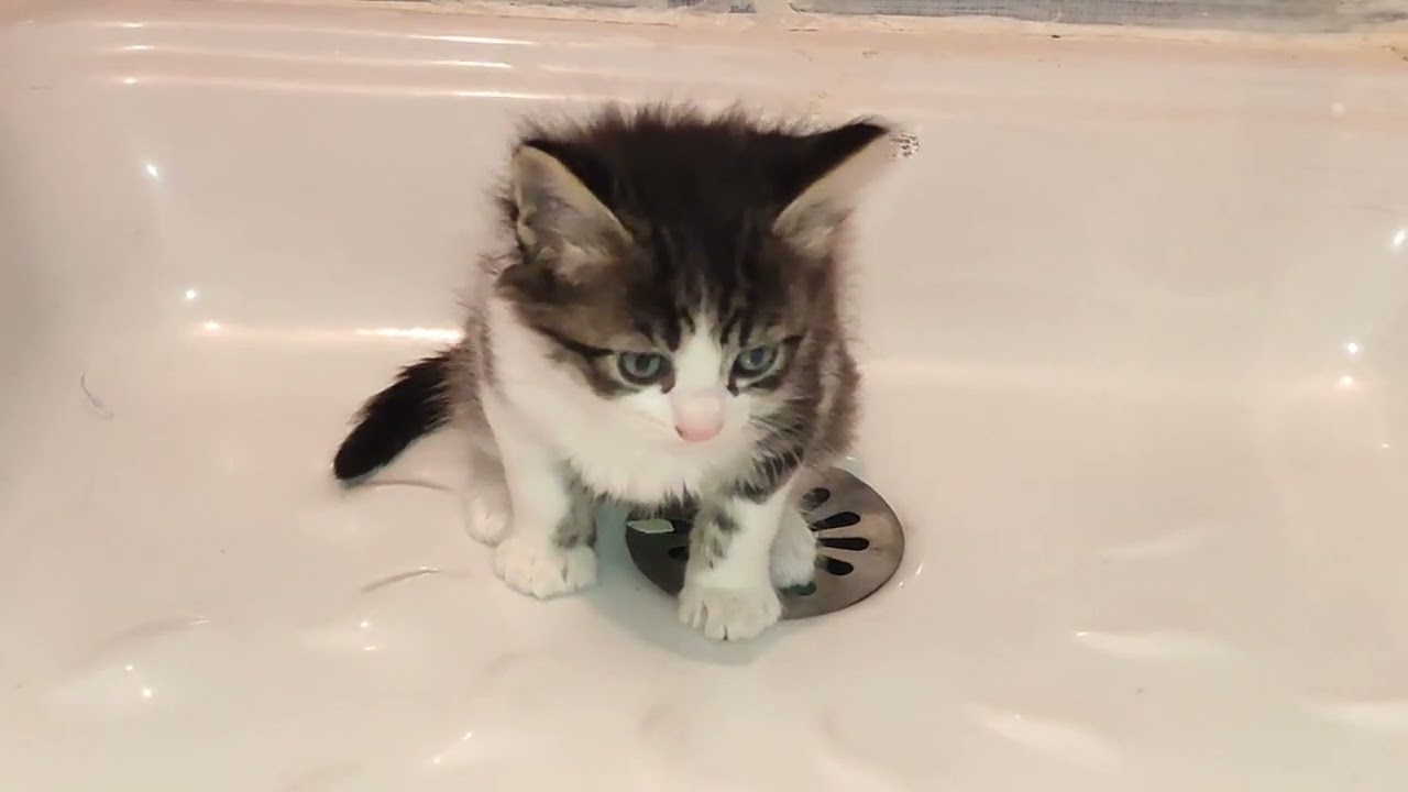 كيف تجعل قطتك تستعمل المرحاض تعليم القطط استعمال المرحاض العناية قطط Cat learns how to go to toilet