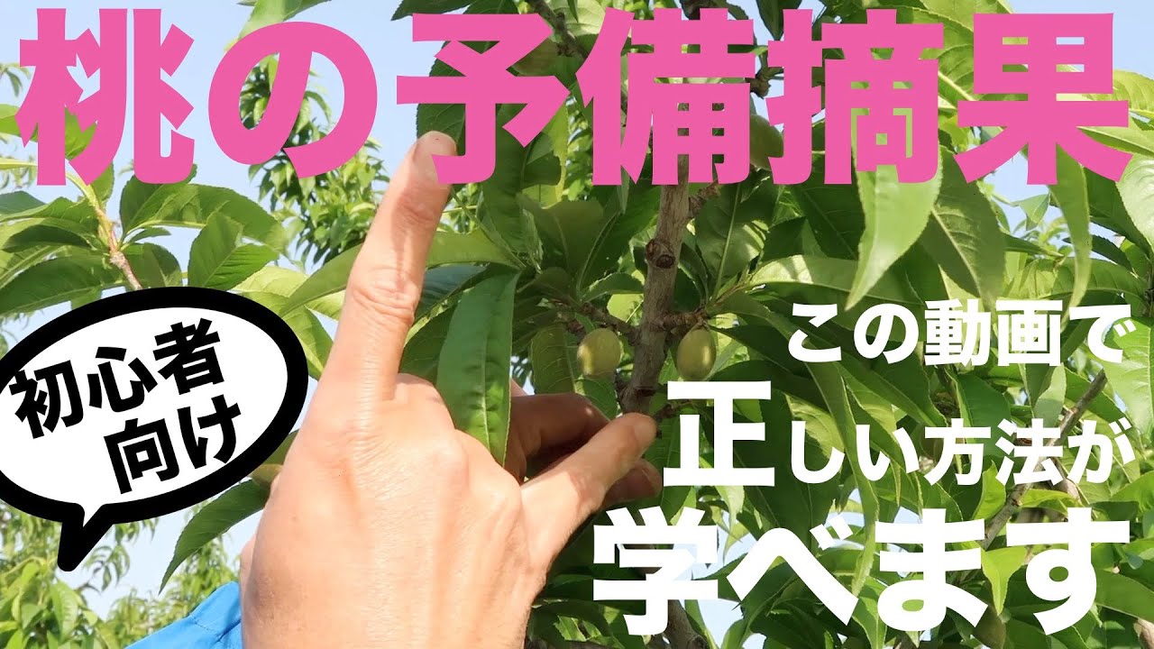 【初心者向け】桃の摘果の仕方 -予備摘果５月上旬-