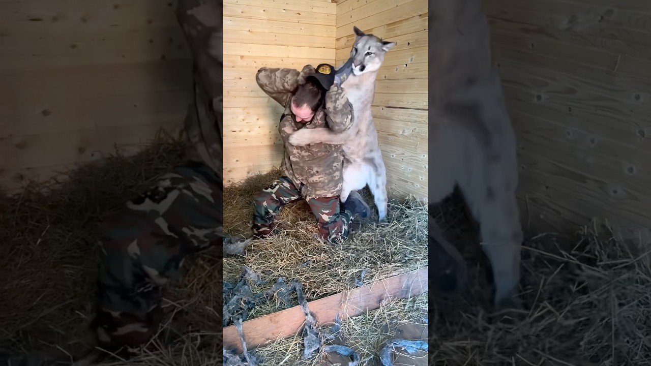 I tak jest za każdym razem. Nadal uważasz, że puma to słodki kot? #braige #zwierzęta #puma