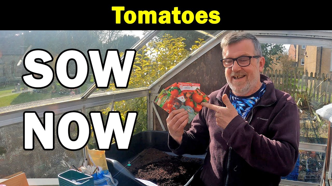 Tomato Sowing | Time to Sow Tomatoes | How to Sow Tomatoes | How to Grow Tomatoes | Green Side Up