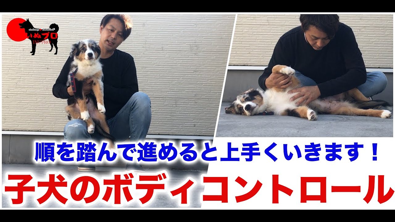子犬のボディコントロール【実践】手順を紹介！　PSDドッグサポートセンター　いぬプロ　inupro  子犬のしつけ　教育　パピートレーニング