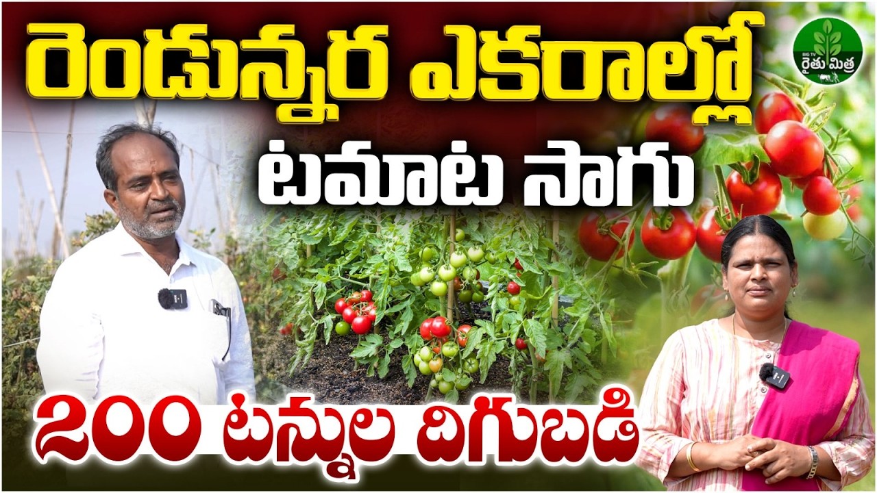 Tomato Cultivation In Stacking Method | Tomato Farming Guide | BIG TV Rythu Mithra