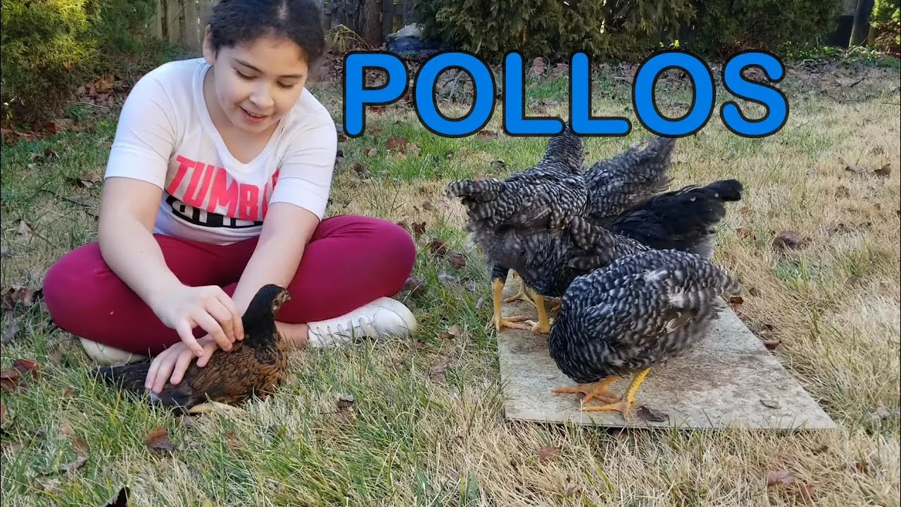 Cuidando pollos!🐥🐤🐧