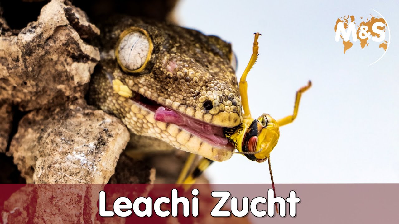 Riesengeckos: So klappt das T&ecirc;te-&agrave;-T&ecirc;te!! | Rhacodactylus leachianus | Reptil TV