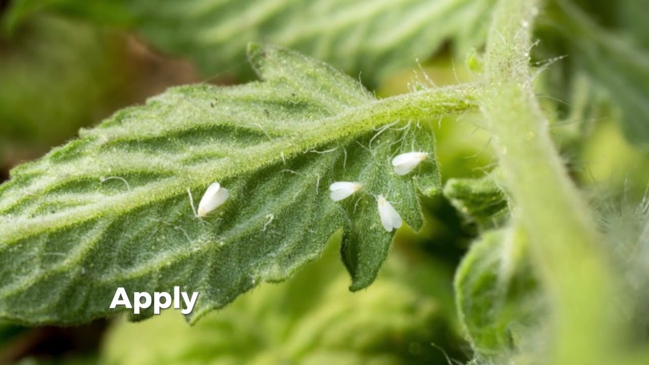 How to Control whiteflies in Tomato | Tomato Farming In Kenya | Best Chemicals
