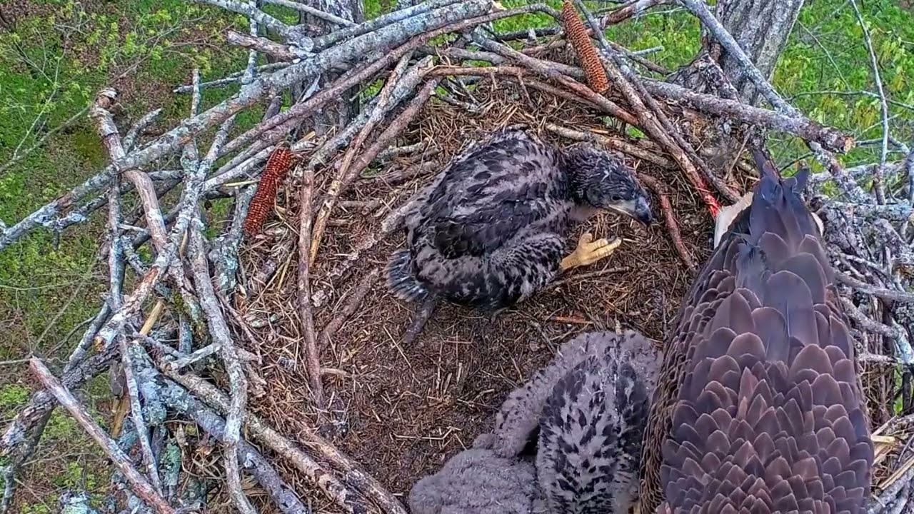 EP#399 #baldeagle Review birds in nest with nature #birdslovers #birdsounds #birdsnest #wildbirds