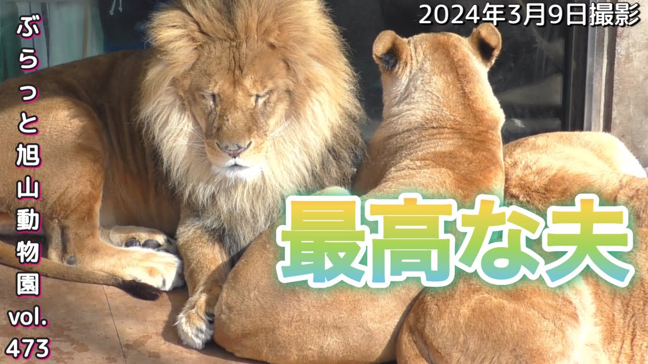 《旭山動物園ライオン&トラ》オリトファミリー。夫の鏡！オリトの優しさが溢れまくる。寝起きのメイにキュンvol473This is the example of a lion husband＆tiger