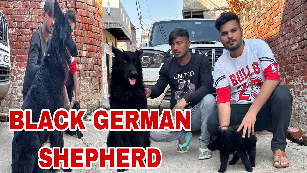 BLACK GERMAN SHEPHERD PUPPIES AVAILABLE || INDIA KA SBSE KHATRNAAK GERMANE SHEPHERD DOG ||