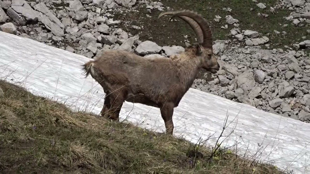 Lac Darbon, rando avec les bouquetins - 74 - Vacheresse