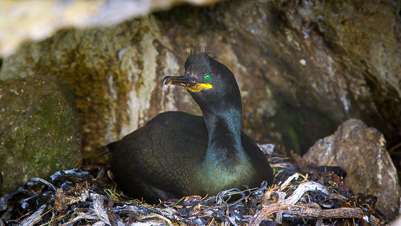 Are We Witnessing The End of Seabirds? | Our World