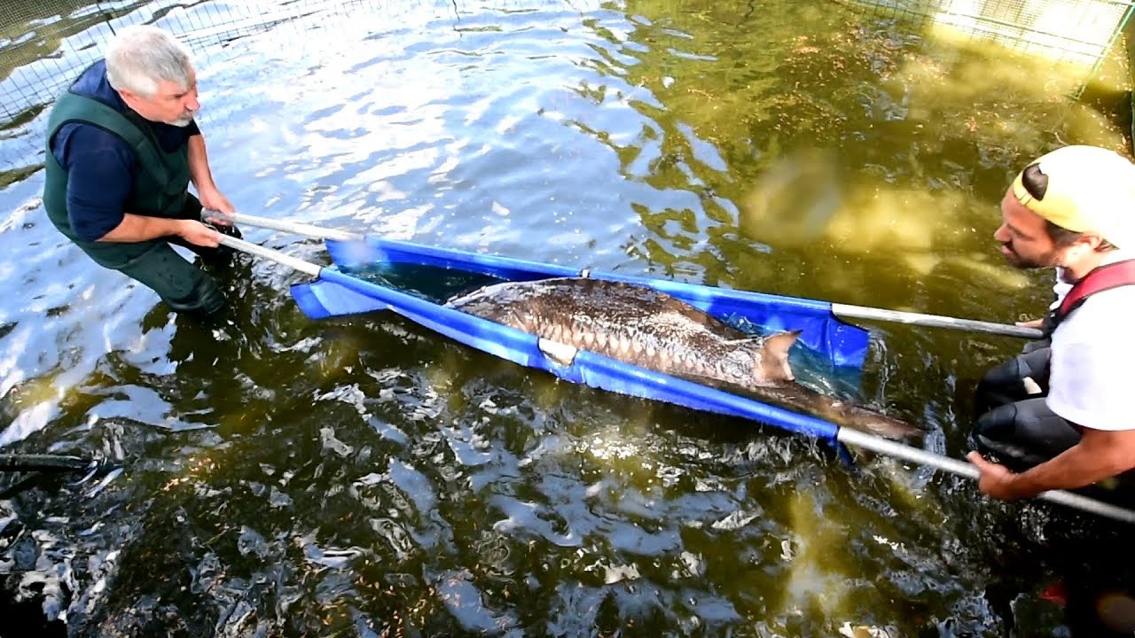 Modern Koi Blog #2568 - Diesen Umzug von Stör-Boliden sollten Sie gesehen haben