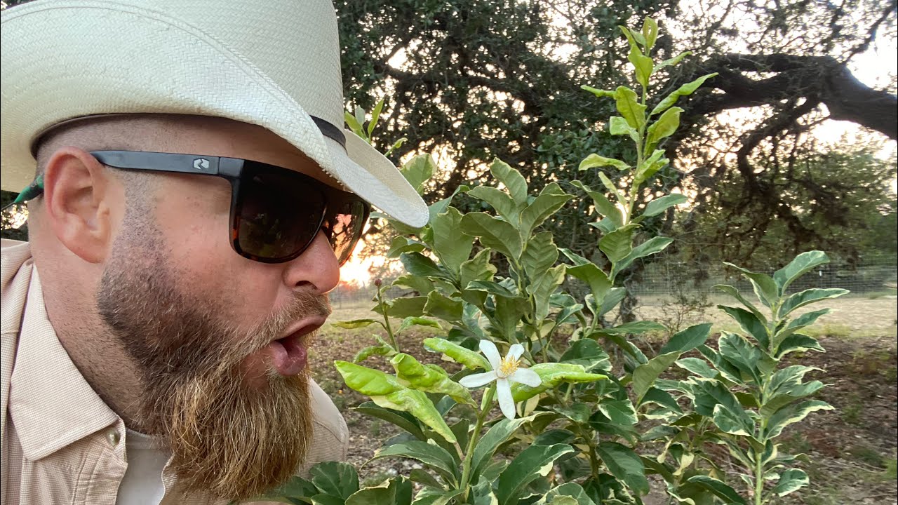 WE BOUGHT FRUIT TREES......... I DON'T THINK THEY WILL SURVIVE