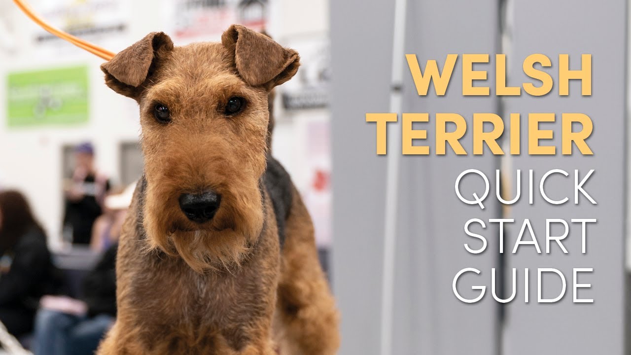 Welsh Terrier Grooming Supplies: Quick Start Guide