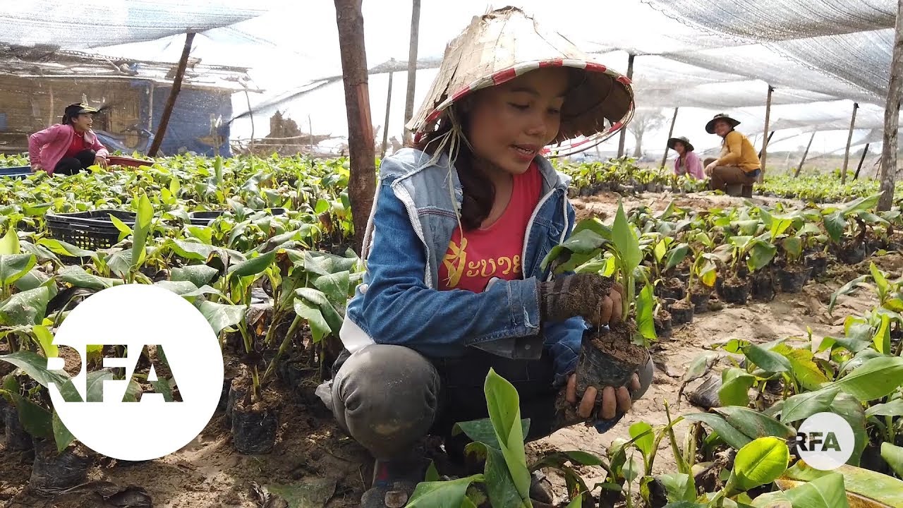 RFA Reveals New China Banana Plantation Outside Lao Capital | Radio Free Asia (RFA)