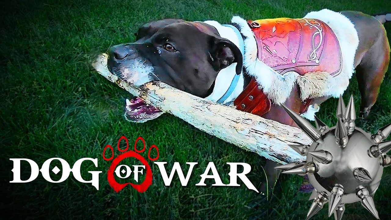 Custom Leather Dog Armor!