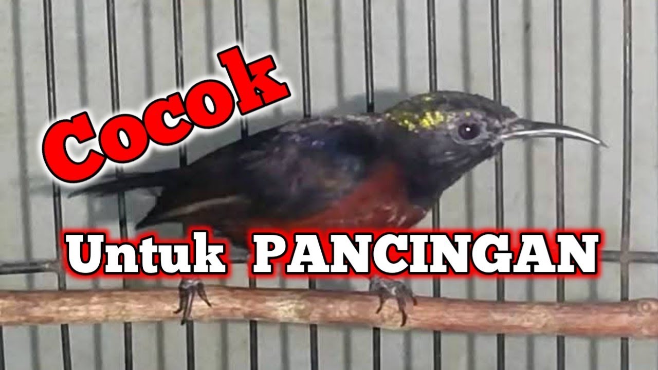 Suara burung konin gacor jernih