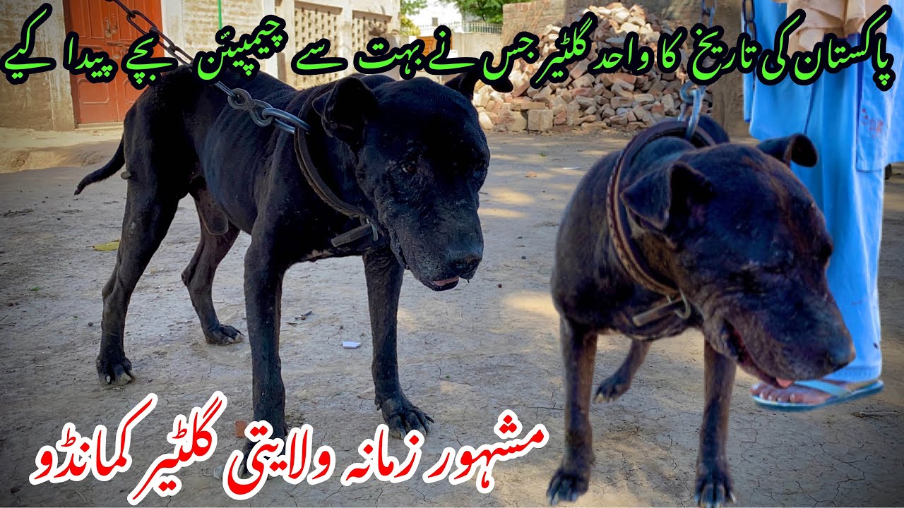 The Legend 👮Commando Walaiti Gultair Dog / Jesay Ajj Tak Koi Gultair🐕Dog Na Hara Saka/ Full History👈