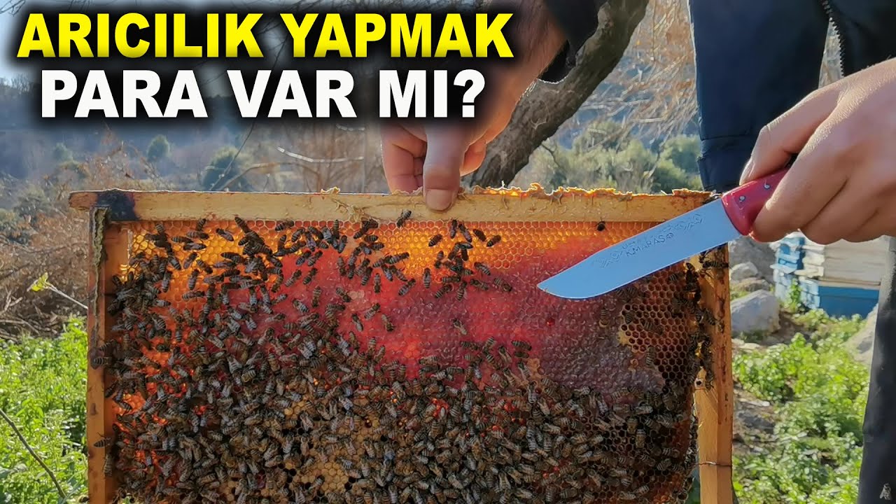 Arıcılık Para Kazandırır mı? Arıcılık Hakkında Temel Bilgiler | Köyde Yaşam