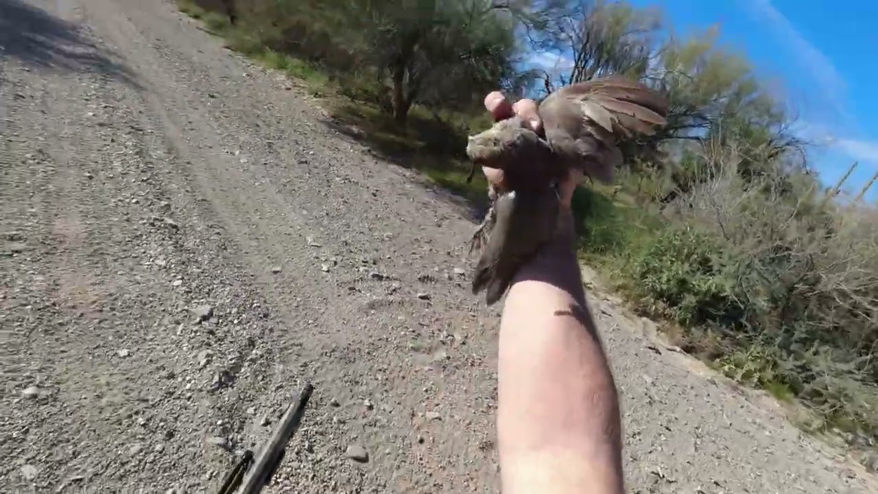 End of Season 2025 Quail Hunt Full