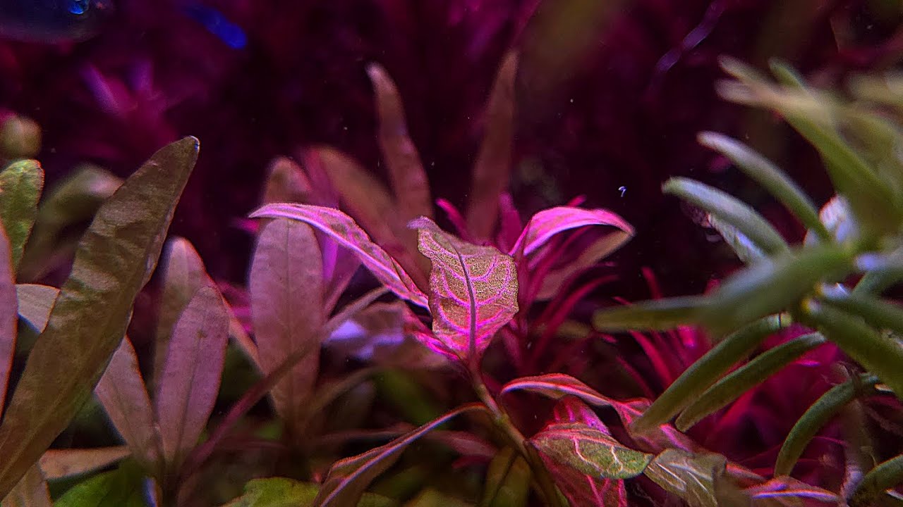 Fluval AC70 Filter Review