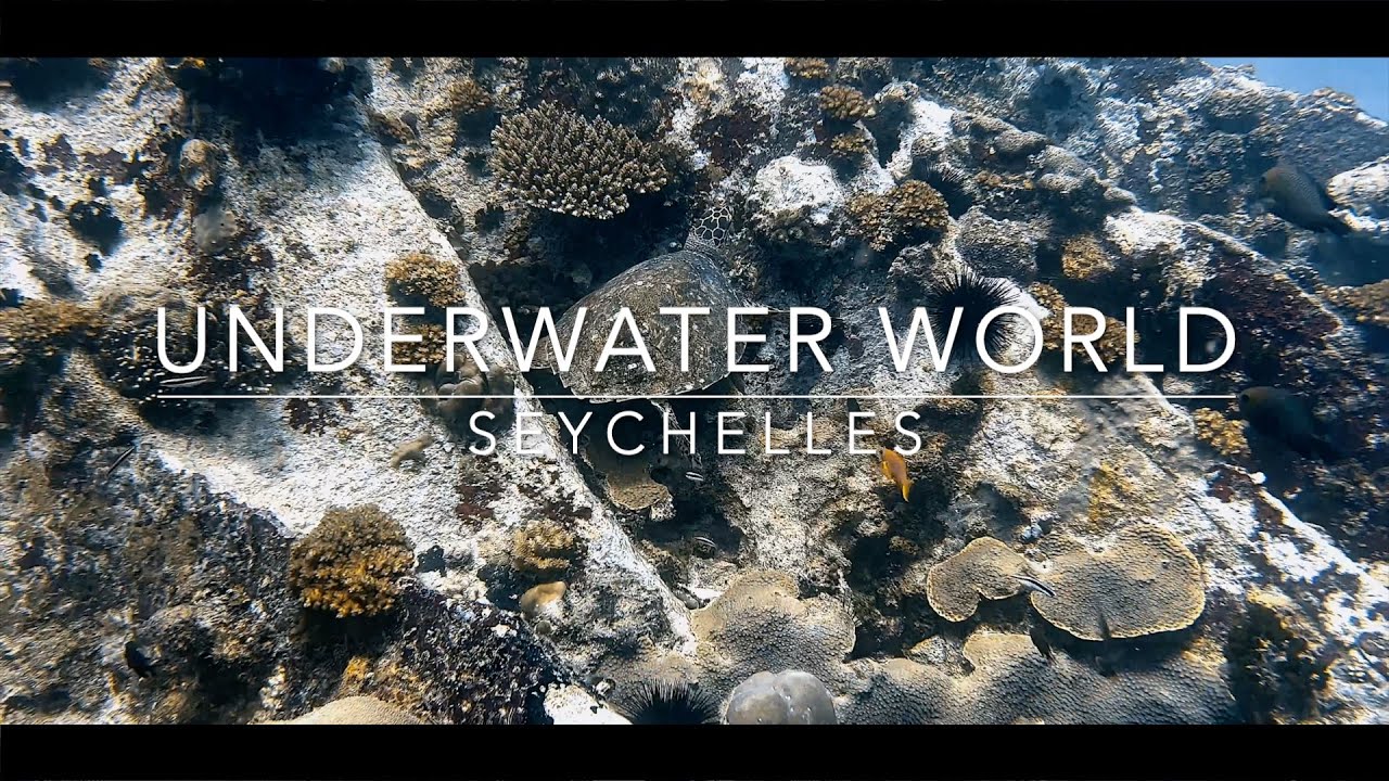 Diving in the Seychelles with relaxing music -  Part II