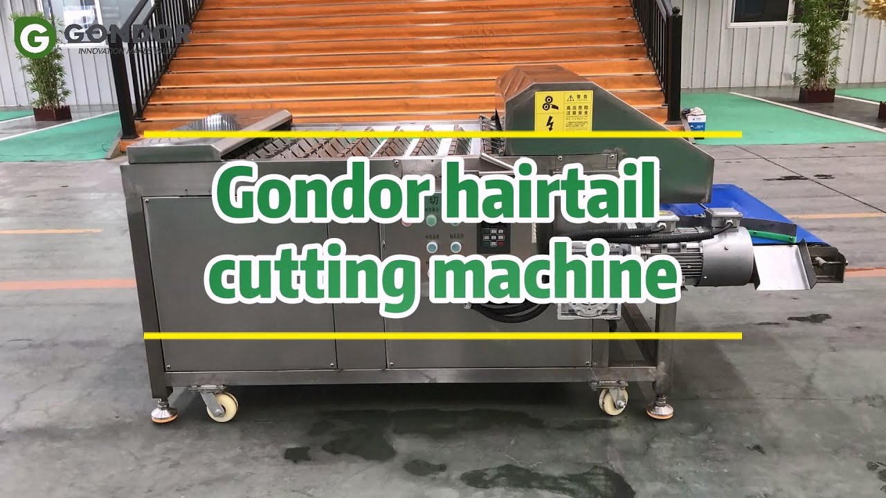 Cut Fish Heads at 1000kg/Hour! 🐟⚡️ Automated Fish Processing with Surgical Precision