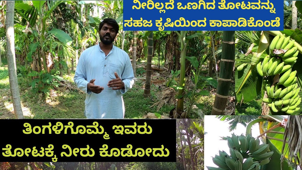 ಒಣಗುತ್ತಿದ್ದ ತೋಟವನ್ನು ನಾಲ್ಕೇ ವರ್ಷದಲ್ಲಿ ನೈಸರ್ಗಿಕ ಕೃಷಿಯಿಂದ ಹಸಿರಾಗಿಸಿದ್ದಾರೆ.ಈಗ ಅಂತರ ಬೆಳೆಯು ಇದೆ ಕಳೆಯು ಇದೆ