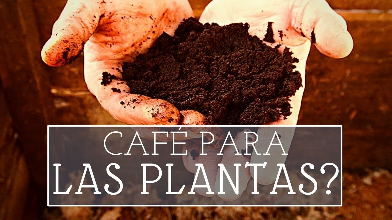 CAFÉ para el huerto: todo lo que necesitas saber.
