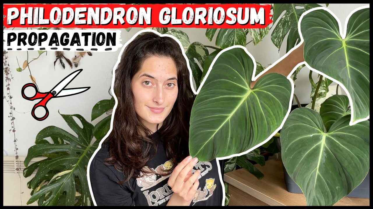 PHILODENDRON GLORIOSUM PROPAGATION