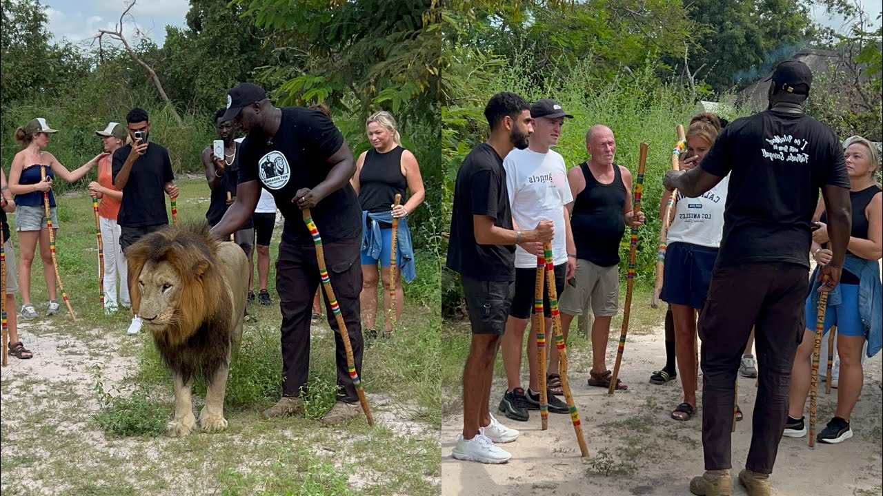 Comment marcher avec les lions et prendre des photos pour les visiteurs à Fathala Sénégal…