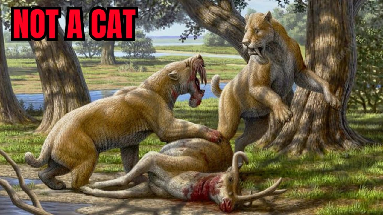 Barbourofelis: The Sabre-toothed Killer Of The Miocene Epoch 
