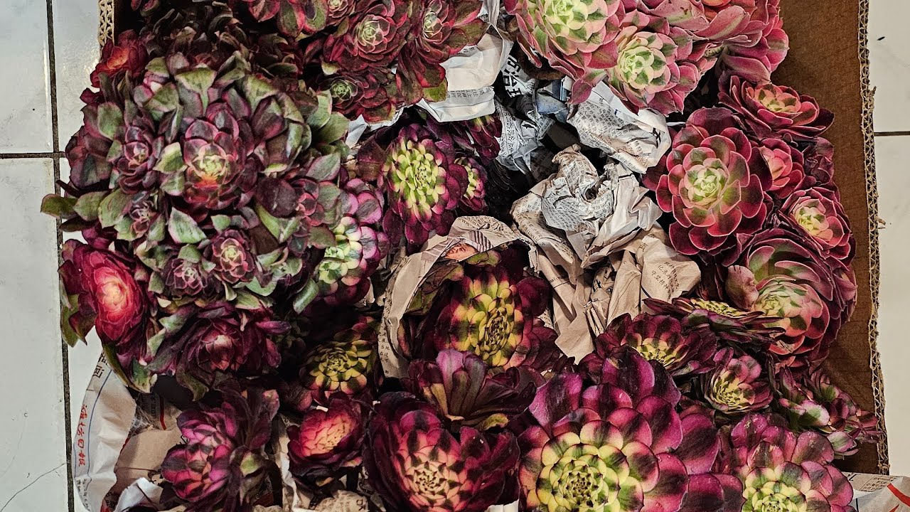 Sen đá bán đẹp 408 834 5979 succulent for sale 02.12.2026