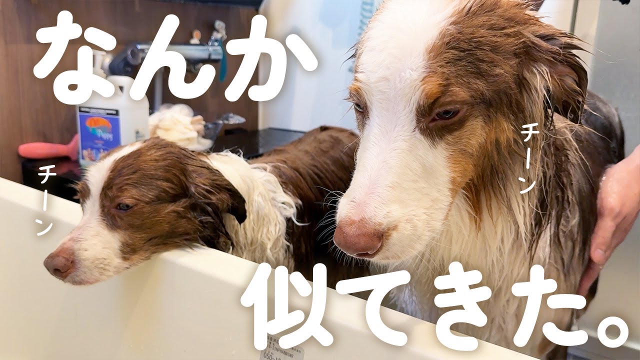 お風呂での絶望度も似てきちゃった犬種の違う姉弟犬がこちら・・・(笑)【ボーダーコリー・オーストラリアンシェパード】