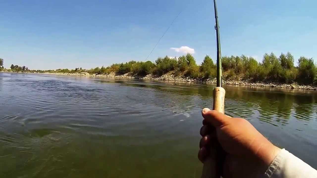 Fly Fishing for Aspius, Sava River, Croatia