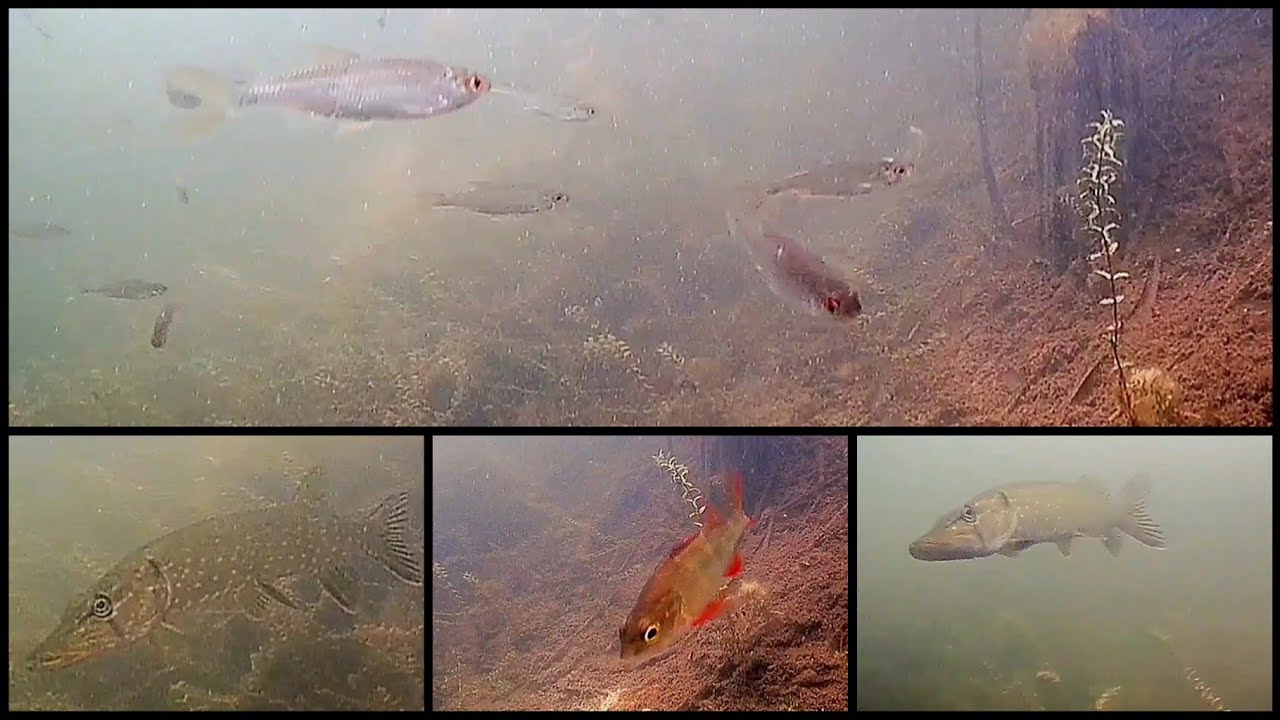 28.под водой / underwater 