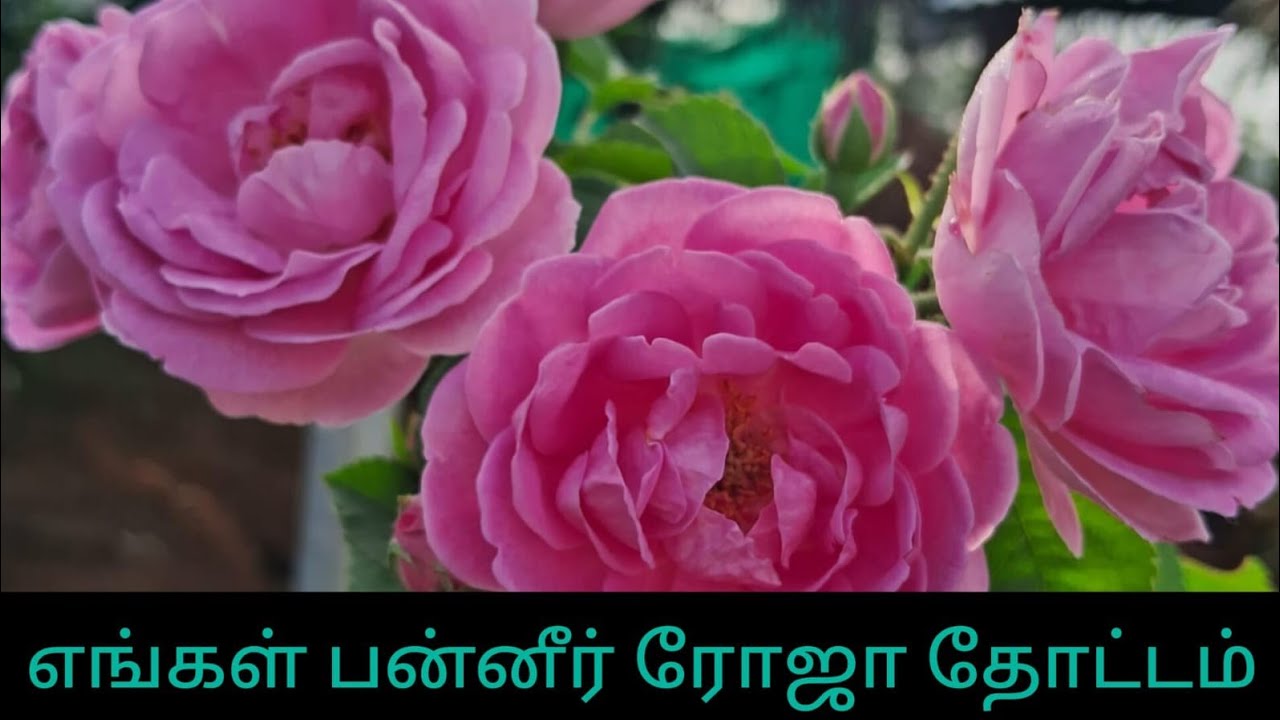 எங்கள் புதிய பன்னீர் ரோஜா தோட்டம்
