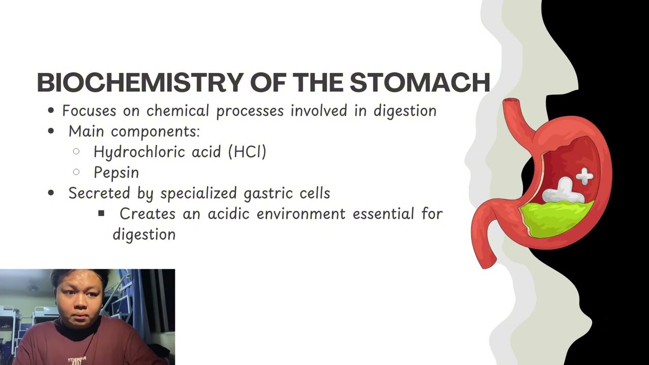 5.2 ERROY CASPER FELIX BM25110061: GASTROENTEROLOGY, EXPLORING THE HUMAN STOMACH