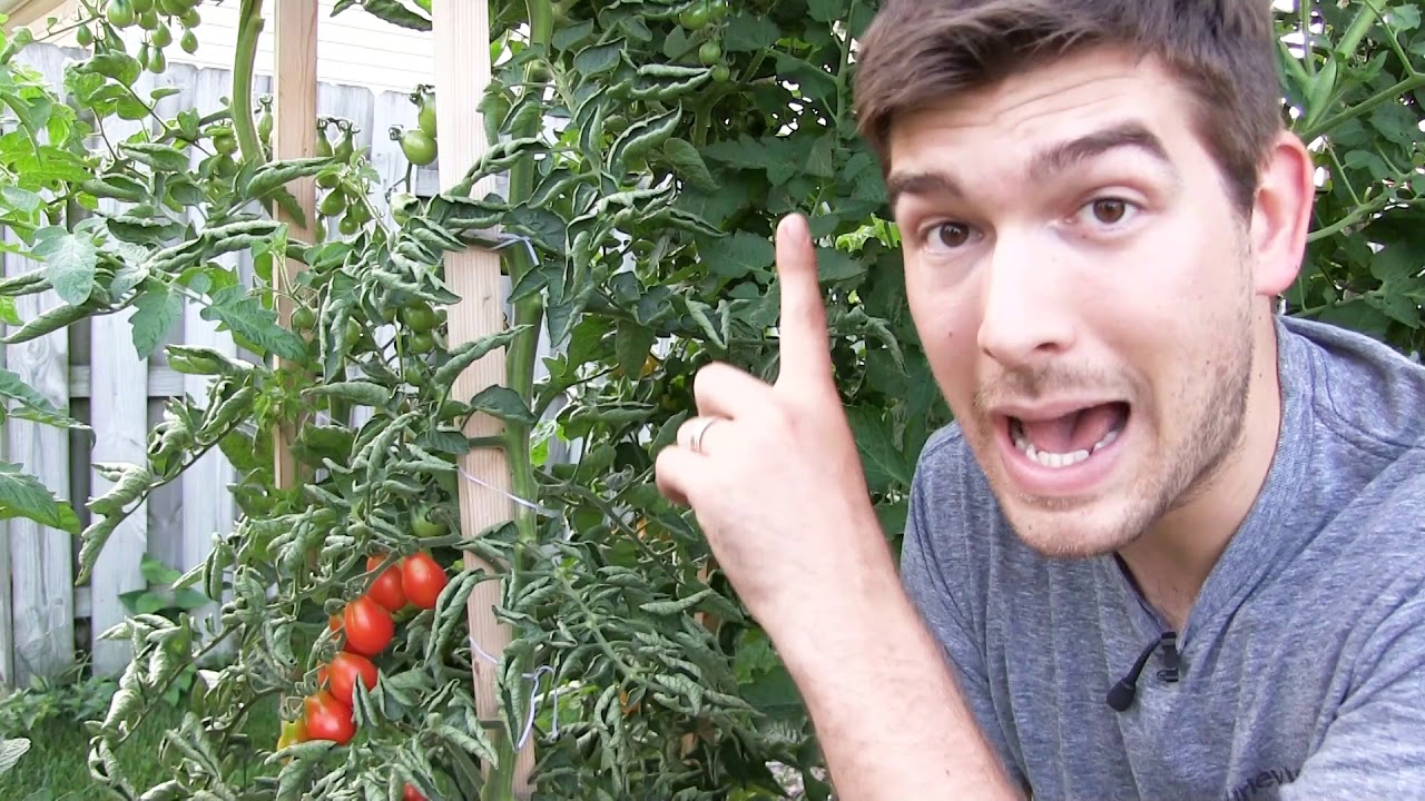 Our 6 Step Secret to Growing 10+ FOOT Tall Tomatoes ....Organically!